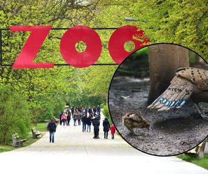 Dla tego pisklęcia zamknięto halę w Warszawskim ZOO. Dopiero co się wykluło