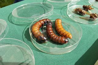 Bydgoski Festiwal Nauki