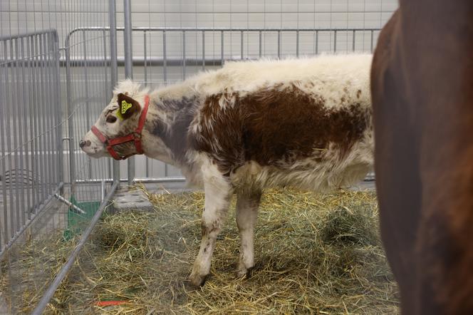 ZooPark 2023 w Lublinie przyciągnął tłumy!