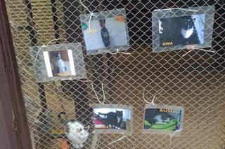 Schronisko dla Zwierząt w Olsztynie