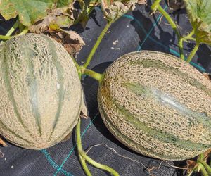 Melon w ogrodzie 