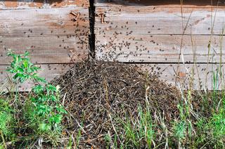 MRÓWKI – owady tworzące duże społeczeństwa. Dowiedz się więcej o mrówkach