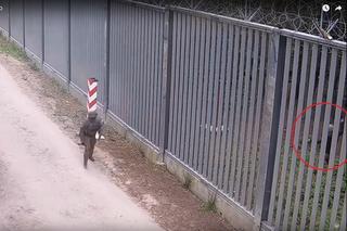 Tak wygląda obecna zapora na granicy polsko-białoruskiej