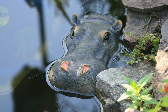 Niezwykła rozrywka zamojskiego hipopotama! Bawi się klockami!