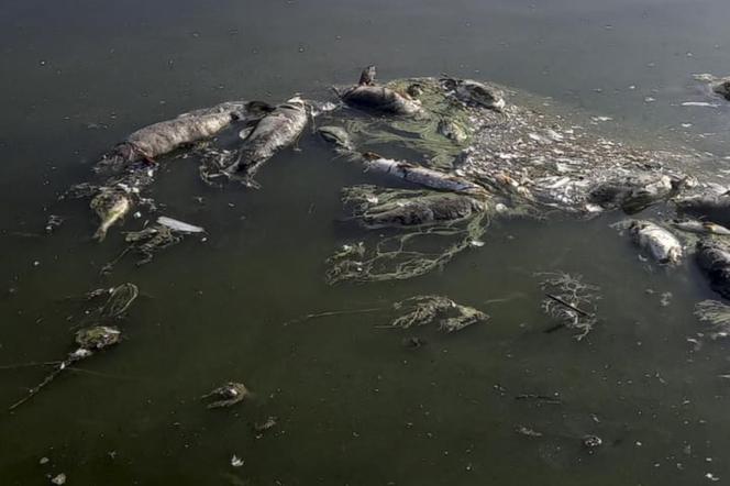 Zatruta Odra. Trwa usuwanie śniętych ryb z rzeki. „Padają wszystkie gatunki”