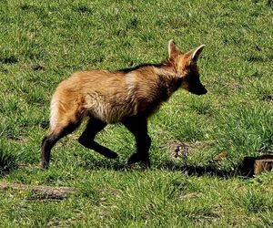 Wilki grzywiaste w Śląskim Ogrodzie Zoologicznym. W styczniu na świat przyszły trzy samiczki
