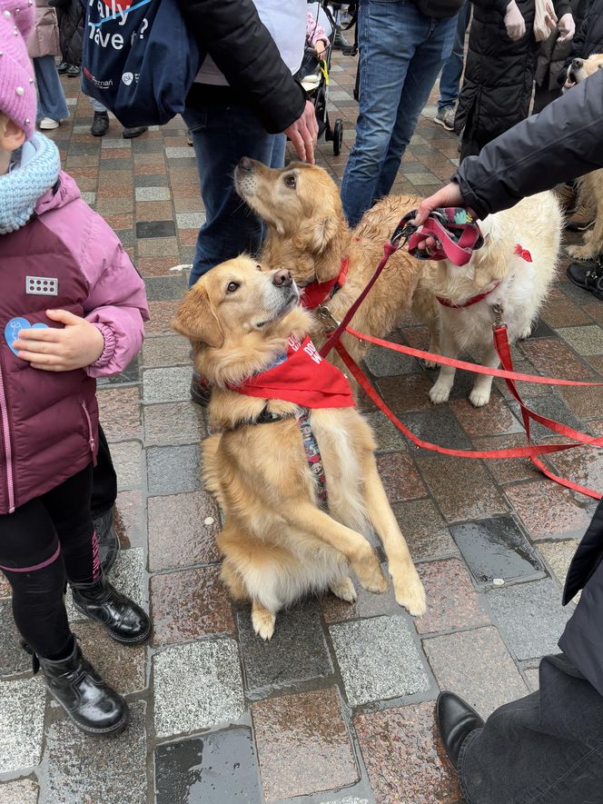 Golden Retriever WOŚP w Poznaniu