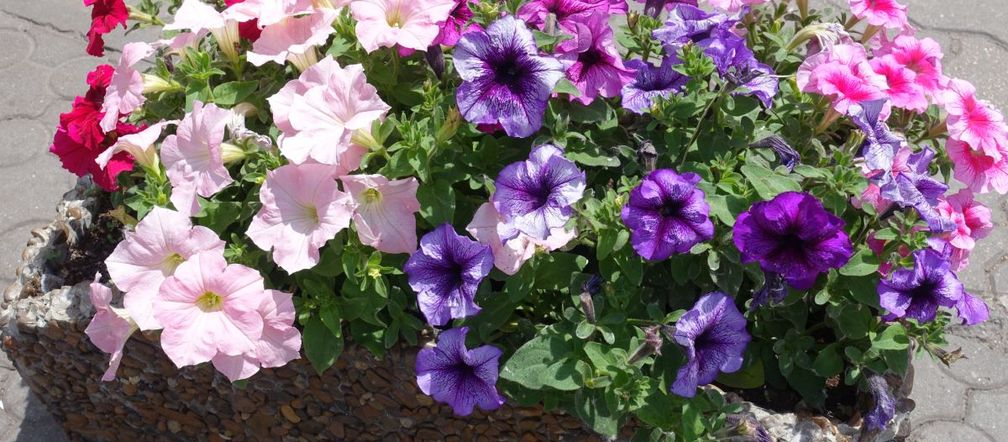 Petunia