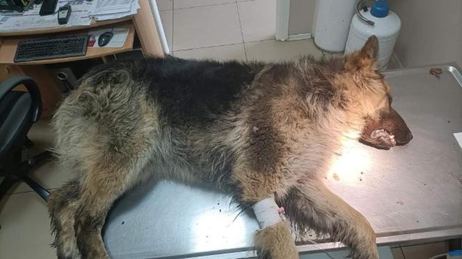 Nawet nie chce patrzeć w kierunku ludzi! Staś został znaleziony na bagnach, gdy walczył o życie [ZDJĘCIA]