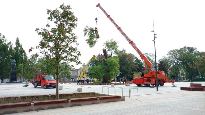 Baobab został wycięty