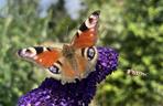Budleja Dawida (Buddleja davidii) 