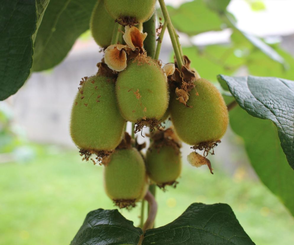 Naturalna tarcza przed nowotworami. Ten owoc powinien na stałe zagościć w diecie