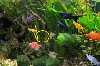Bocja wspaniała dorasta do 30 cm! Potrafi dożyć 10 lat