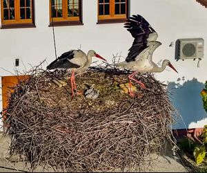 Deszcz uszkodził dom bocianiej rodziny w Krutyni