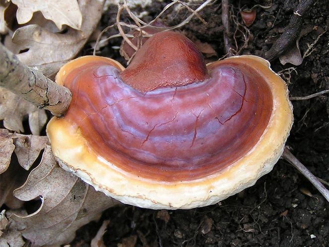 GRZYBY REISHI - właściwości i działanie. Gdzie kupić grzyby reishi?