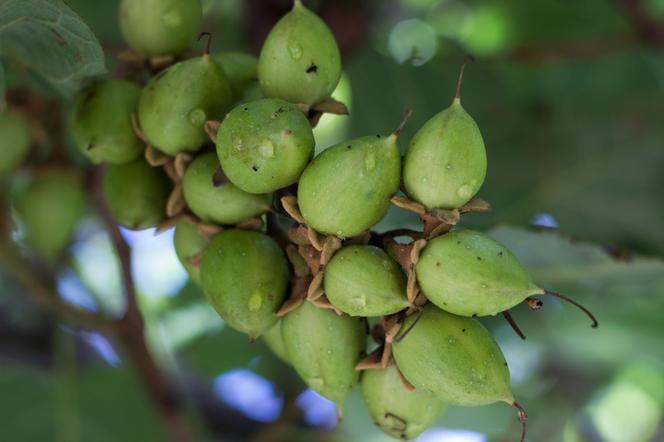 Paulownia