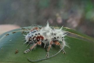 „Rozprysk ptasich odchodów” okazał się nowym gatunkiem chrząszcza. Zaskakujące odkrycie 