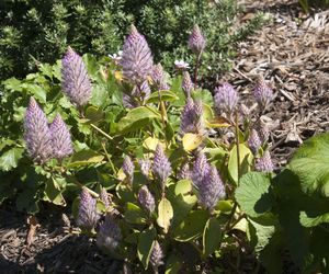 Ptilotus exaltatus 