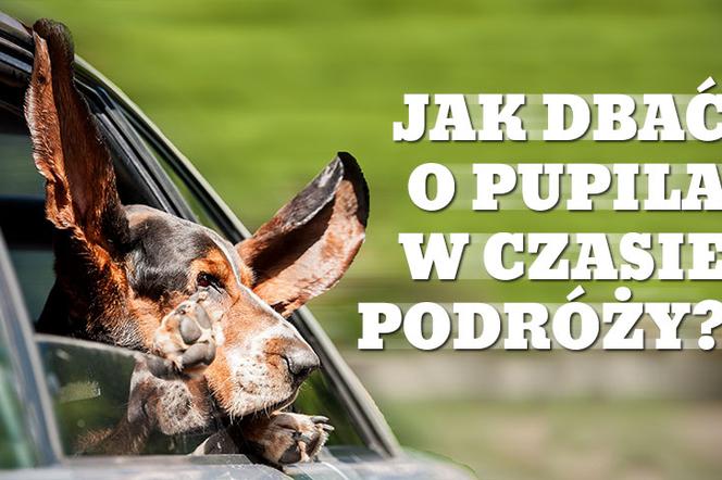 Podróż oczami pupila – jak dbać o pupila w czasie podróży i letnich upałów