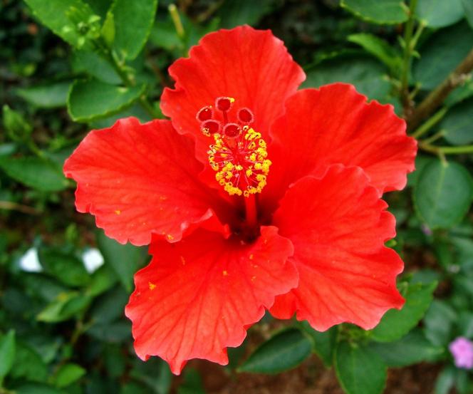 Hibiskus