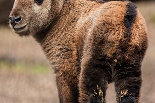 We wrocławskim zoo urodziła się samiczka takina złotego