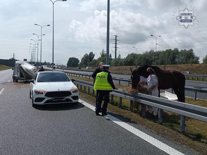 Gliwice. Na autostradzie stoi koń. Uwaga kierowcy!