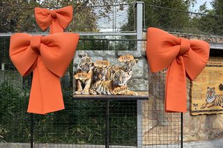 Cztery tygrysy sumatrzańskie z wrocławskiego zoo otrzymały imiona
