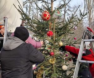 Udekorowana choinka stanęła na środku rzeki w Kaliszu