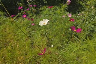 Letni spacer w zielonym sercu Bydgoszczy. Ogród Botaniczny UKW zaprasza!