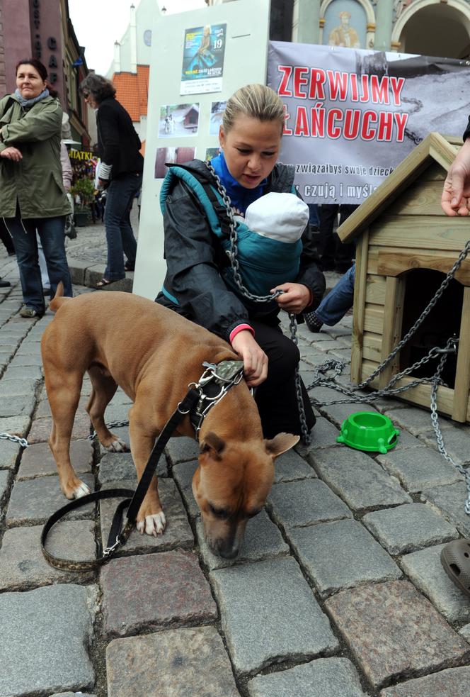 Katarzyna Bujakiewicz przykuła dziecko do budy