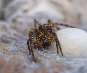 Jadowite pająki, które można spotkać w Polsce