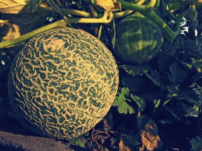 Melon - Cucumis melo
