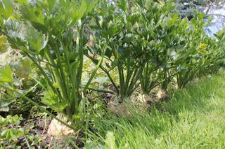 Seler zwyczajny - Apium graveolens