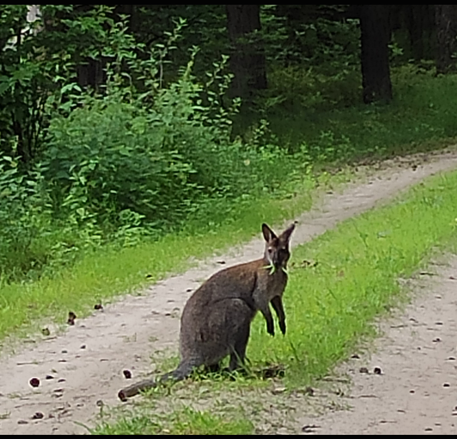 Gostynin. W drodze na ćwiczenia spotkał w lesie... kangura! [WIDEO]