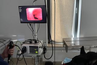 Weterynarze biją na alarm! Ta niepozorna roślina sprawia psom ogromne cierpienie