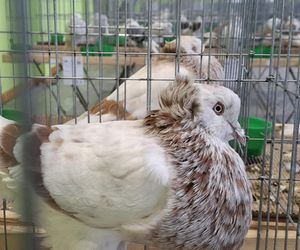 Kalisz. Rasowe gołębie, drób i króliki można podziwiać w hali OSRiR