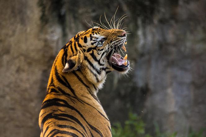 Tygrys zagryzł opiekuna we wrocławskim zoo. Kto zawinił? Sąd wydał wyrok (zdjęcie poglądowe)