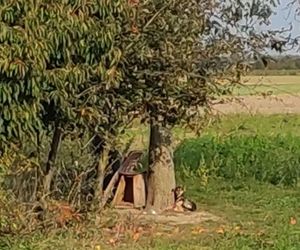 Suczka żyła wśród pól, na łańcuchu. Nawet nie przy budzie. Od wiatru osłaniała ją taczka