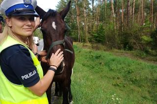 Na drodze krajowej policjanci zatrzymali... konia. Nikt się nim nie opiekował