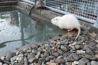 Zaadoptuj nutrię. Już teraz możesz stać się wirtualnym rodzicem uratowanego przez rzezią gryzonia z Rybnika