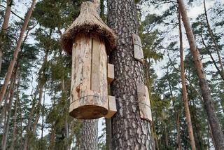 Nowe domki dla pszczół. W Leśnictwie Mendryny zawisły dwie barcie [ZDJĘCIA]