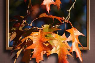 5. Obraz/Sztuka - 24,69%