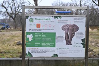 Słoń Leon ma urodziny. Wielka impreza w warszawskim ZOO