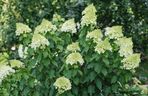 Hortensja bukietowa 'Polar Bear'