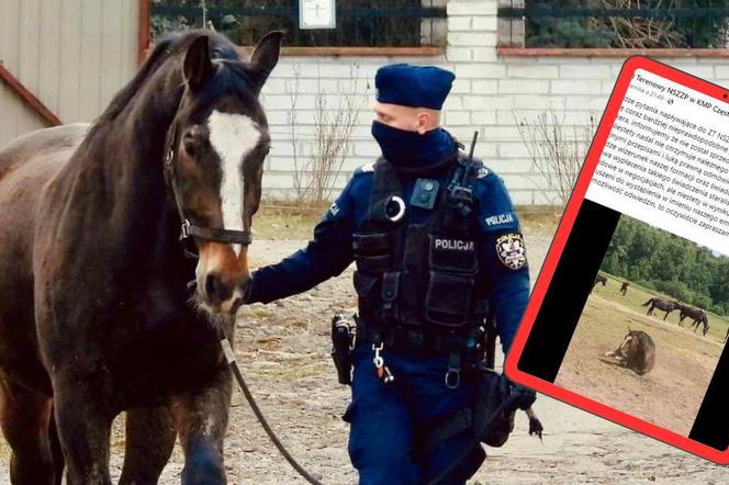 Policyjny koń po 12 latach odszedł ze służby. Teraz trwa walka o emeryturę dla niego 