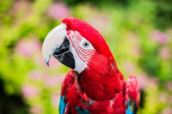 Papugarnia w Rzeszowie