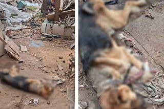 Interwencja OTOZ Animals oddział kujawsko-pomorski