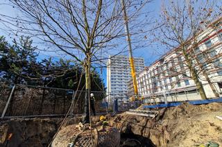 Spektakularna akcja na AGH w Krakowie. Przesadzili prawie 10-tonowe drzewo! 