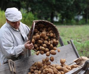 Wykopki kartoflane 2023 w lubelskim skansenie