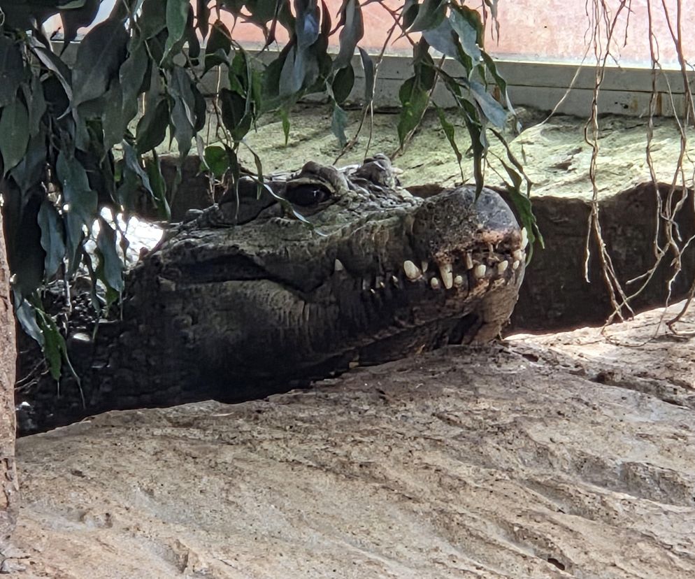 Egzotyczny świat na wyciągnięcie ręki! Zaglądamy do akwarium-terrarium w Myślęcinku